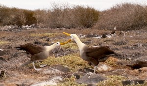 Waved Albatross bowing