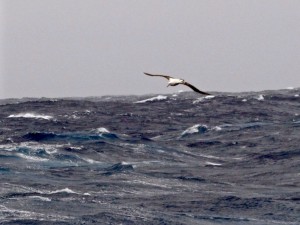 Black Browed Albatross in the Drake Passage